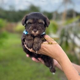 AKC Liver Pepper - Liver male Miniature Schnauzer puppy in Lake Placid, Florida from Love Giver Schnauzers