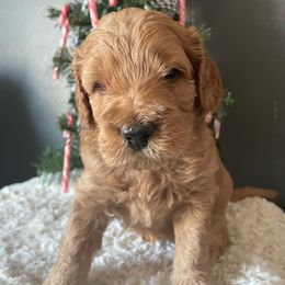Goldendoodle Puppies from Ice Family Goldendoodles