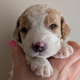 Pink - Parti female Goldendoodle puppy in Midland, North Carolina from Alger Farm, LLC