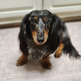 Diesel - Dachshund