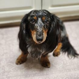 Diesel - Dachshund