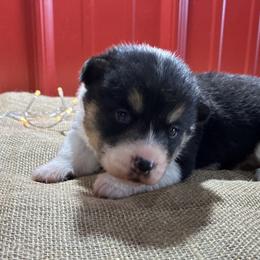 Clara - White and black female Pembroke Welsh Corgi puppy in Fayetteville, Tennessee from Sulphur Springs Corgis