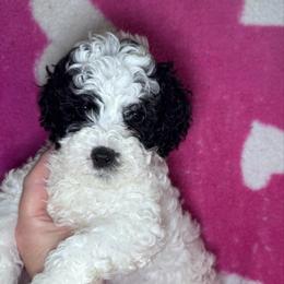 Heart - Black and white female Cavapoo puppy in Mount Vernon, Texas from S and J Cavapoos