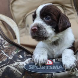 English Springer Spaniel Puppies from White Pine Springer Spaniels