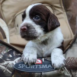 English Springer Spaniel Puppies from White Pine Springer Spaniels