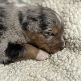 Dune - Blue merle male Australian Shepherd puppy in Livingston, Texas from Southern Lane Aussies