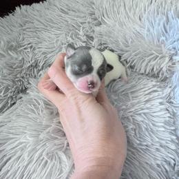Jeremiah - Blue spotted white male - Silver and white male Chihuahua puppy in Laurel, Mississippi from Home of Tiny Chihuahuas
