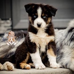 Honeymoon - Black tri-color female Australian Shepherd puppy in Buena Vista, Colorado from Wigglebutts Unlimited