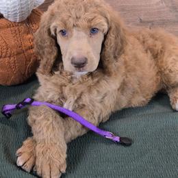 Laura - Apricot female Poodle puppy in Bauxite, Arkansas from Mountain Ridge Poodles