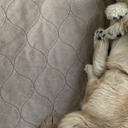 Boy 2 - Goldendoodle puppy in St. Lucie, Florida from A Doodle Life, LLC