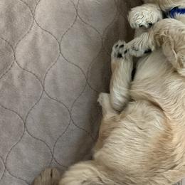 Boy 2 - Goldendoodle puppy in St. Lucie, Florida from A Doodle Life, LLC