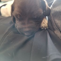 Girl 1 - White and liver female German Shorthaired Pointer puppy in North Liberty, Iowa from Luna's GSP