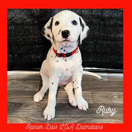 Dalmatian Puppies from Rainier DALS LUA Dalmatians of Washington