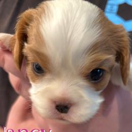 Nancy - Blenheim female Cavalier King Charles Spaniel puppy in Rockville, Maryland from Skais the Limit Cavaliers