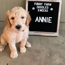Goldendoodle and Poodle Puppies from Funny Farm Doodles
