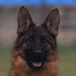 Tish - German Shepherd