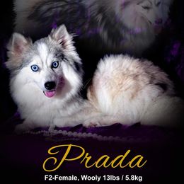 Prada - Pomsky