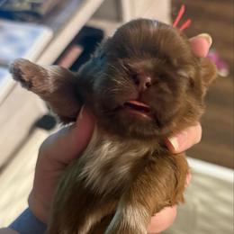 Red - Liver male Shih Tzu puppy in Berkeley Springs, West Virginia from Sandridge Shih Tzus