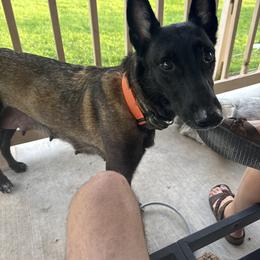 Belgian Malinois All Grown Up from Atkinson Kennels