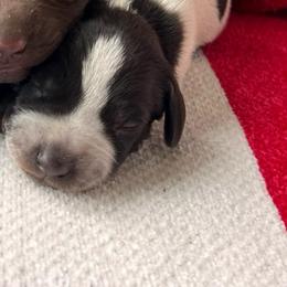 Revere - Liver roan male German Shorthaired Pointer puppy in Dugspur, Virginia from Pilgrims Trails Shorthairs