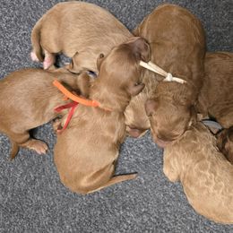 Boy 2 - Red  male Goldendoodle puppy in Galt, Missouri from Only Doodles!