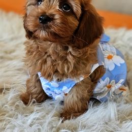 Maple - Red female Cavapoo puppy in Marshfield, Missouri from Puppyloversplace