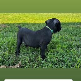 Dark Collar Female - Black female Cane Corso puppy in Jasper, Alabama from C&M Cane Corso