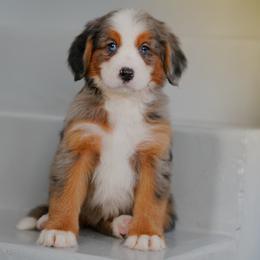 Atlantis - Merle female Bernedoodle puppy in Dundee, Ohio from Down Home Doodle