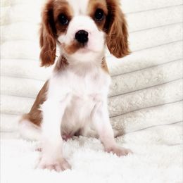 Tostitos - Blenheim male Cavalier King Charles Spaniel puppy in Wilburton, Oklahoma from My Kids Kennel