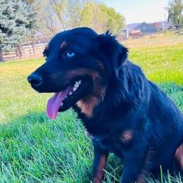 Kota - Miniature Australian Shepherd