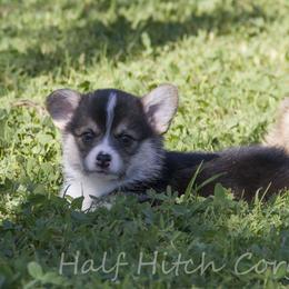 Beans - White and black male Pembroke Welsh Corgi puppy in Williams, California from Half Hitch Corgis