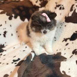 Autumn - Tri-colored female Pomeranian puppy in Gainesville, Texas from Pomtastic Pomeranians