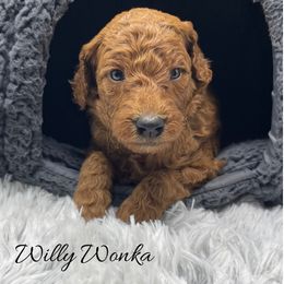Willy Wonka - Red  male Goldendoodle puppy in State Road, North Carolina from Must Love Doodles