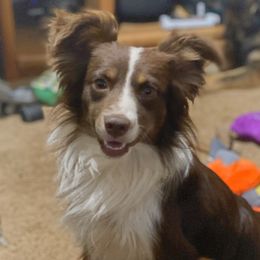 Rebel - Toy Australian Shepherd