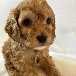 Festive - Red and white male Cockapoo puppy in Adrian, Oregon from ApplebyFarm