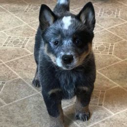 Australian Cattle Dogs from Side Kix Australian Cattle Dogs