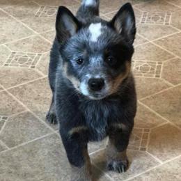 Australian Cattle Dogs from Side Kix Australian Cattle Dogs