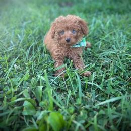Aussiedoodle and Miniature Schnauzer Puppies from Southern Paws Kennels