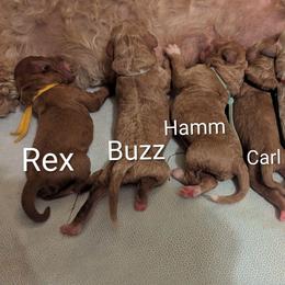 Rex - Yellow Collar - Red  male Goldendoodle puppy in Citrus Heights, California from Grandpaw's Golden Doodles