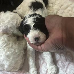 Hattie - Parti female Poodle puppy in Berkeley, California from Poodle Parade