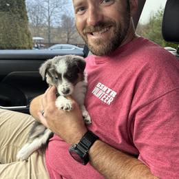 Marvin-blue tri - Blue male Border Collie puppy in Chattanooga, Tennessee from Ross Vegas Kennels
