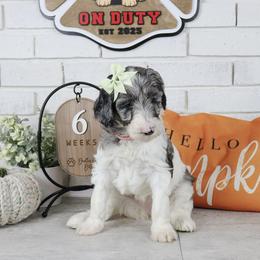 Lily - Merle female Labradoodle puppy in Bryantown, Maryland from Doodles on Duty