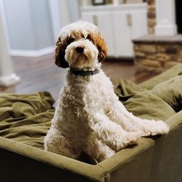 Cockapoos and Goldendoodles from Diamond in the Ruff Doodles