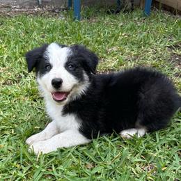 Till - Black and white male Border Collie puppy in Mckinney, Texas from Border Collies of Ruidoso