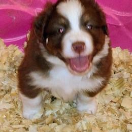 Australian Shepherd Puppies from High Desert Aussies