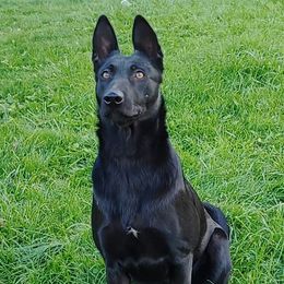 Shar - Dutch Shepherd