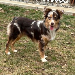 Kora - Miniature Australian Shepherd