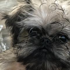 Brussels Griffons and Pugs from South Ridge Brussels Griffons