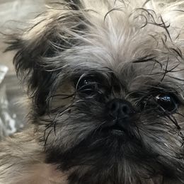 Brussels Griffons and Pugs from South Ridge Brussels Griffons