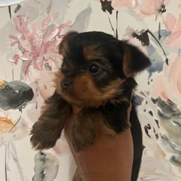 Male 2 - Black and tan male Yorkshire Terrier puppy in Kissimmee, Florida from Bebe AKC Puppies